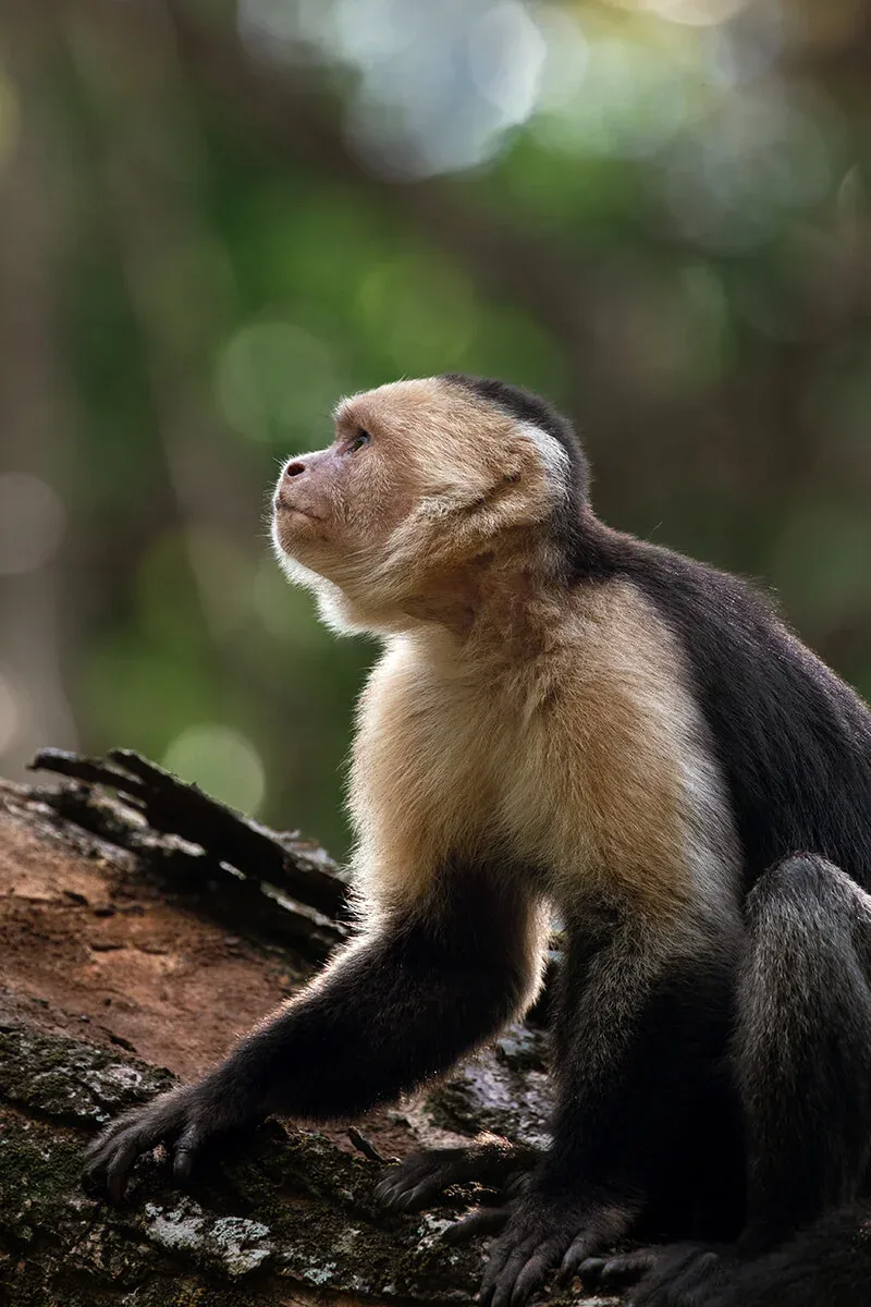 White-faced capuchin monkey (carablanca)