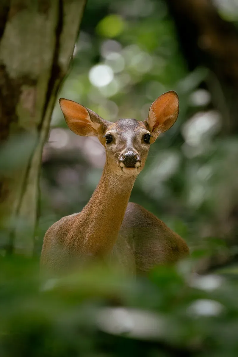 White-tailed deer (venado) in the forest